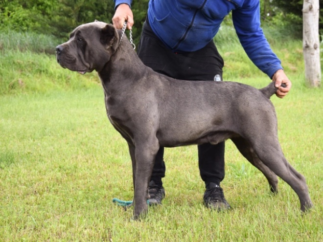 Cane Corso Italiano Welpe kaufen