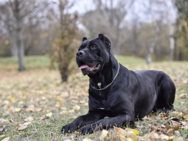 Italian Mastiff puppy for sale
