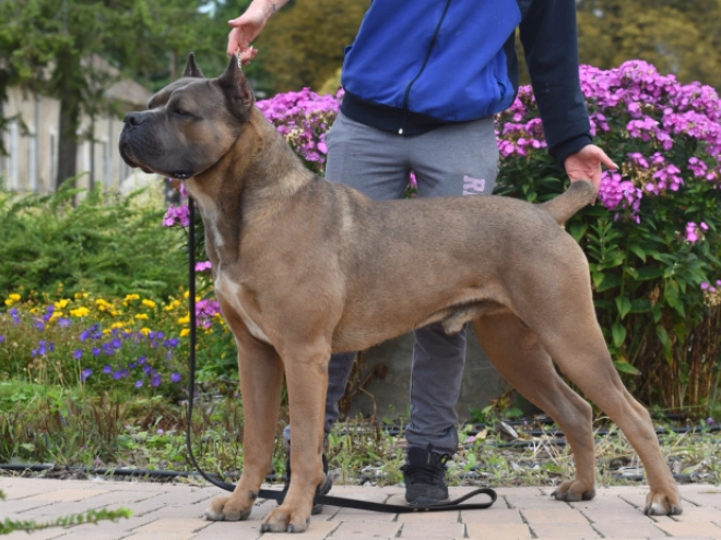Italian Mastiff puppy for sale