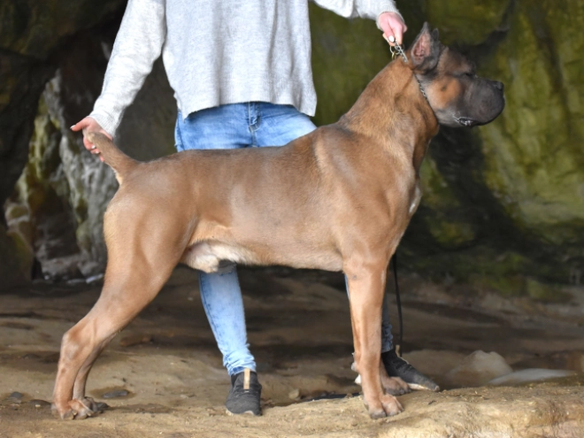 Italian Mastiff puppy for sale