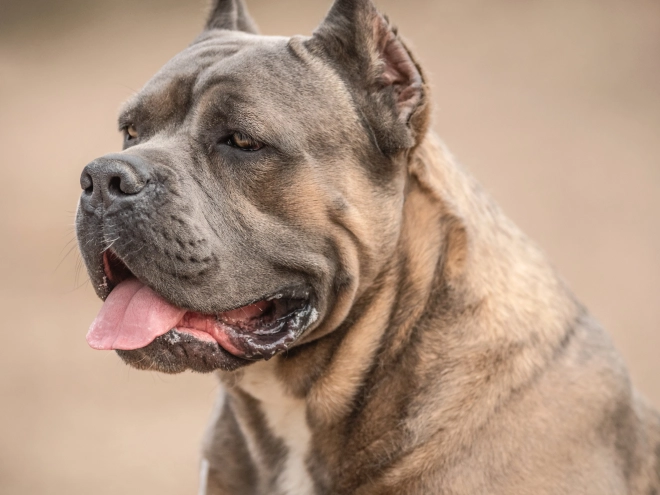 Italian Mastiff puppy for sale