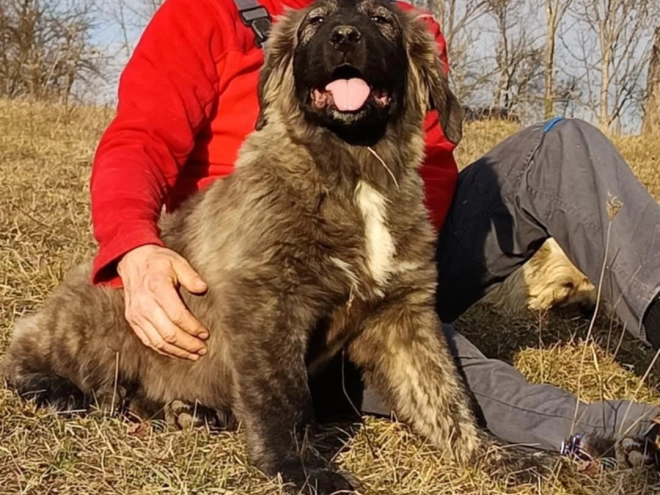 Caucasian Mountain Dog puppy for sale