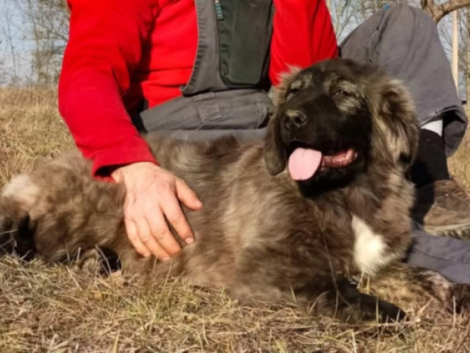 Caucasian Mountain Dog puppy for sale