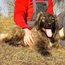 Caucasian Mountain Dog puppy for sale