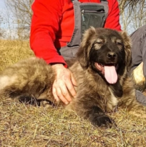 Caucasian Mountain Dog puppy for sale