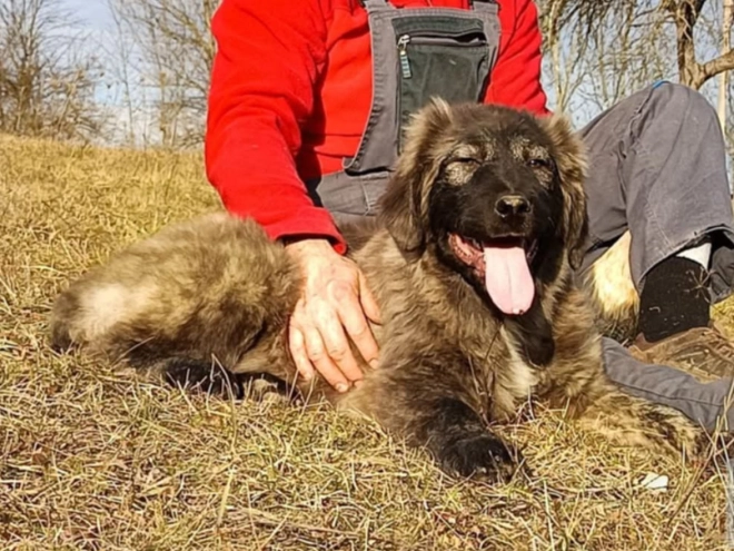 Caucasian Mountain Dog puppy for sale