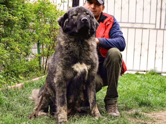 Caucasian Mountain Dog puppy for sale