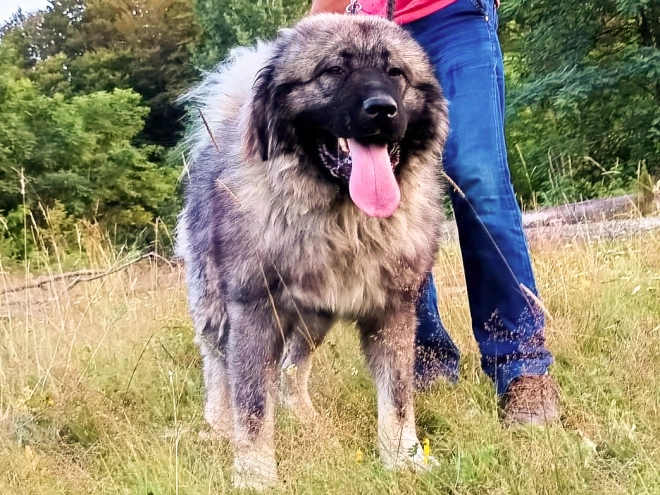 Caucasian Mountain Dog puppy for sale