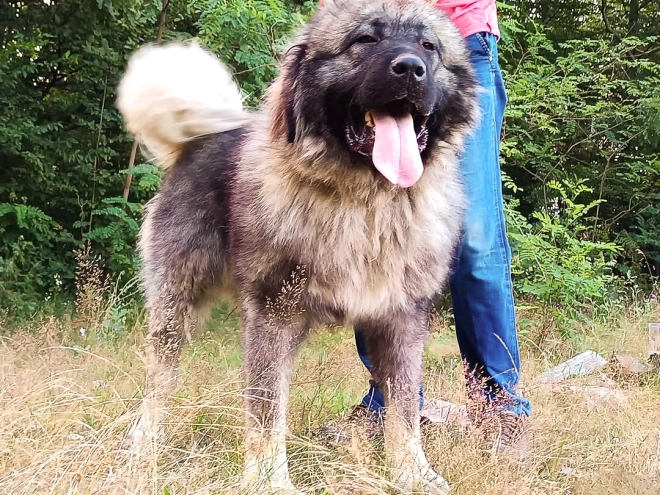 Caucasian Mountain Dog puppy for sale
