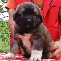 Yeva, grizzle Caucasian Mountain Dog for sale