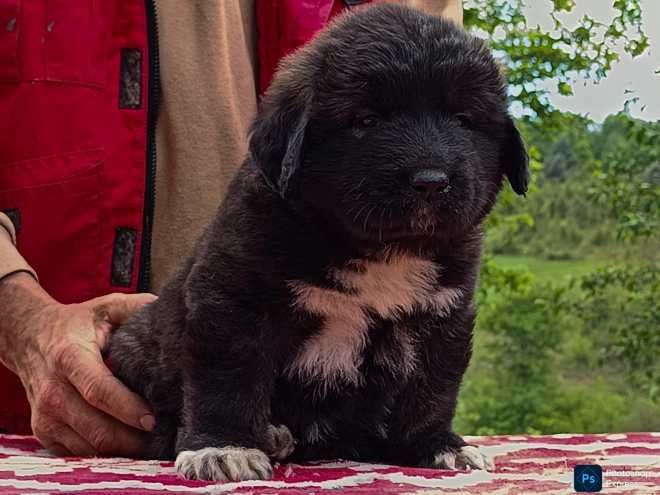 Caucasian Mountain Dog puppy for sale