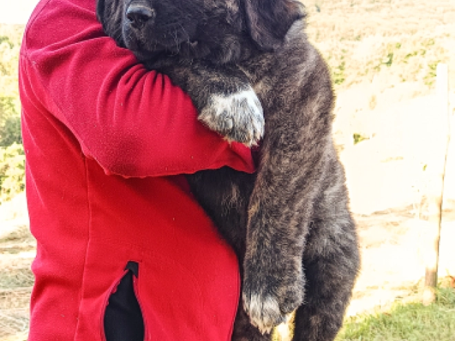 Caucasian Mountain Dog puppy for sale