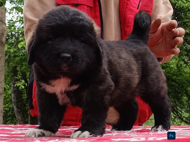 Caucasian Mountain Dog puppy for sale