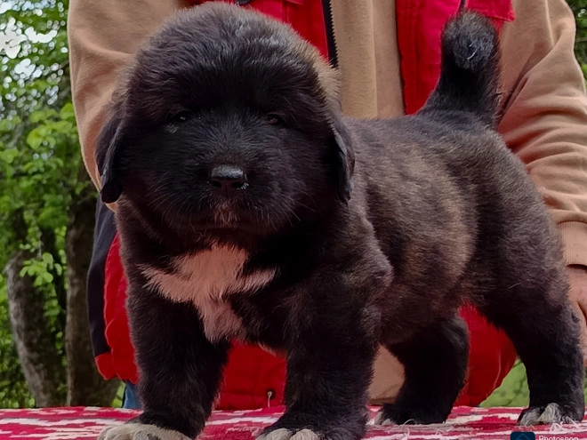 Caucasian Mountain Dog puppy for sale