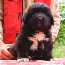 Grail, grizzle Caucasian Mountain Dog for sale