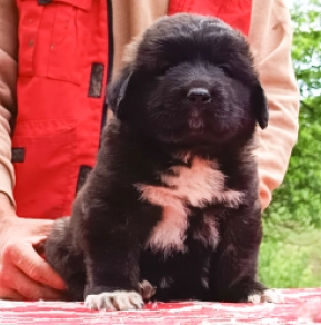 Caucasian Mountain Dog puppy for sale