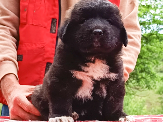 Caucasian Mountain Dog puppy for sale