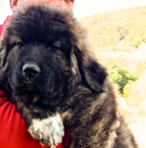 Perros Pastor del Cáucaso en venta