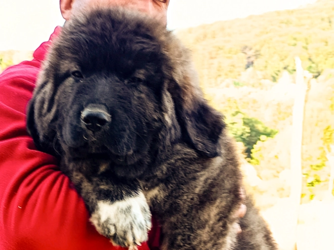 Caucasian Mountain Dog puppy for sale