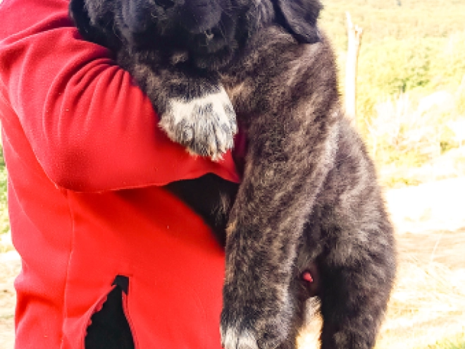 Caucasian Mountain Dog puppy for sale