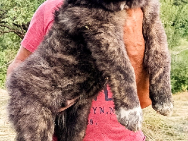 Caucasian Mountain Dog puppy for sale