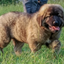 Dred, grizzle Caucasian Mountain Dog for sale