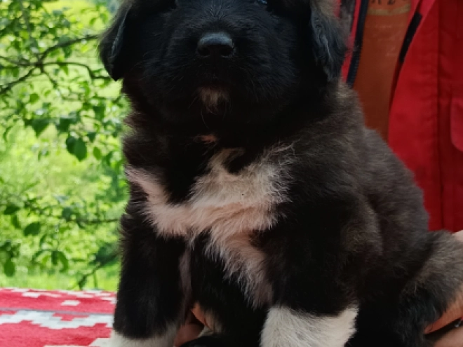 Shop caucasian mountain dog puppies for sale on Sale