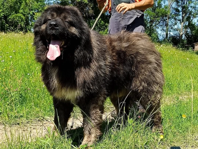 Caucasian Mountain Dog puppy for sale