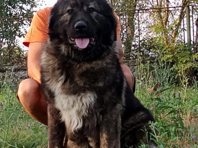 Caucasian Mountain Dog puppy for sale