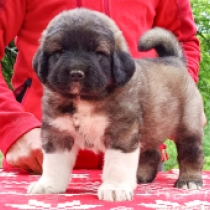 Drachen, grizzle Caucasian Mountain Dog for sale