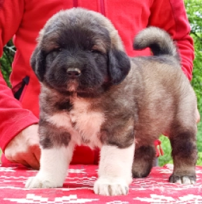 Caucasian Mountain Dog puppy for sale