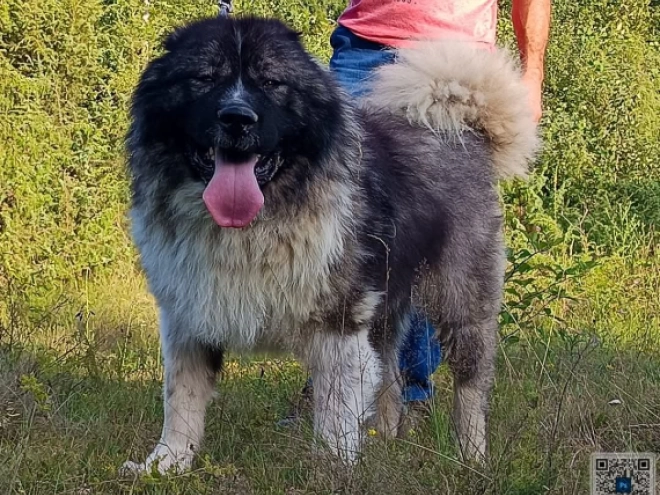 Caucasian Mountain Dog puppy for sale