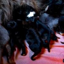 Promising Litter, grizzle Caucasian Mountain Dog for sale