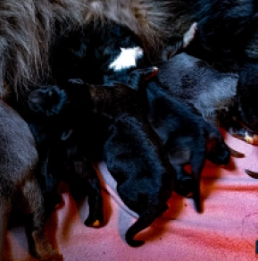Caucasian Mountain Dog puppy for sale