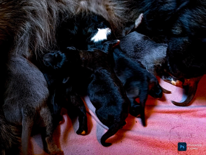 Caucasian Mountain Dog puppy for sale
