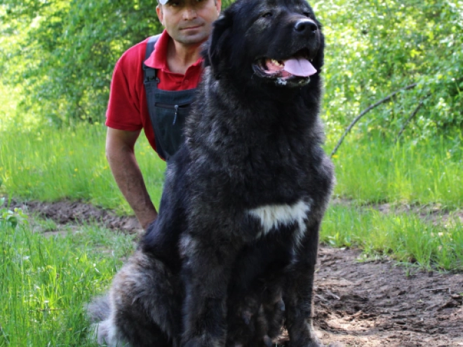 Caucasian Mountain Dog puppy for sale