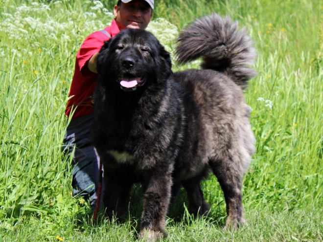 Caucasian Mountain Dog puppy for sale