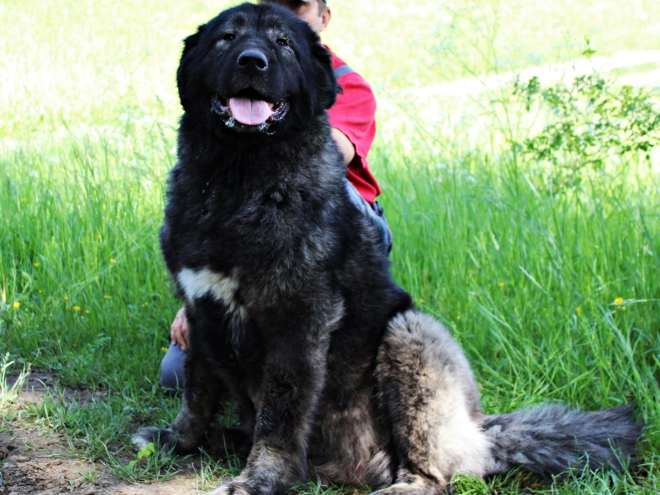 Caucasian Mountain Dog puppy for sale