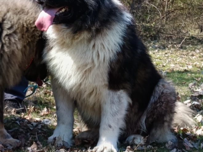 Caucasian Mountain Dog puppy for sale
