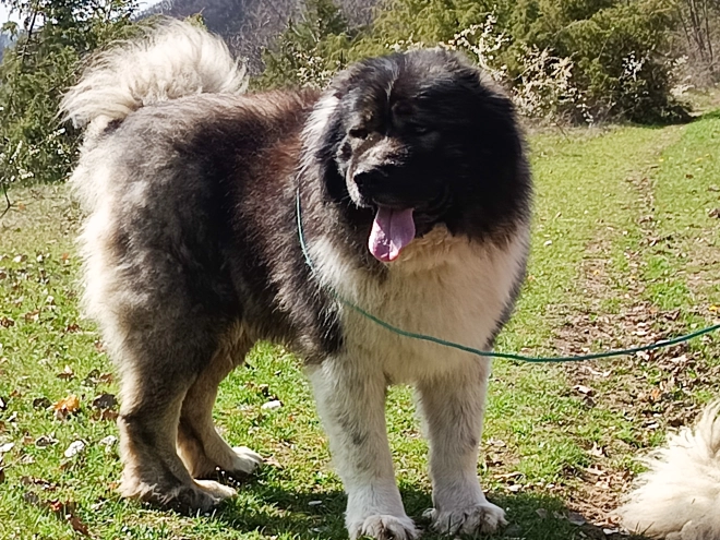 Caucasian Mountain Dog puppy for sale