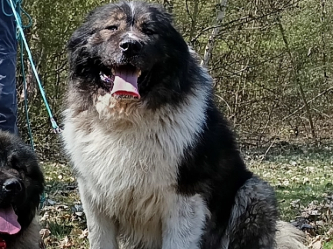 Caucasian Mountain Dog puppy for sale