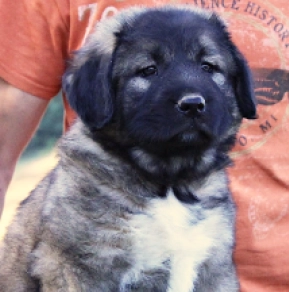 Caucasian Mountain Dog puppy for sale