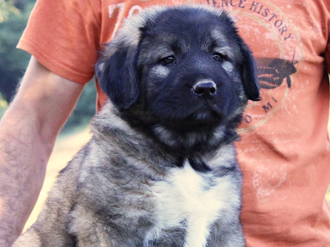 Caucasian Mountain Dog puppy for sale