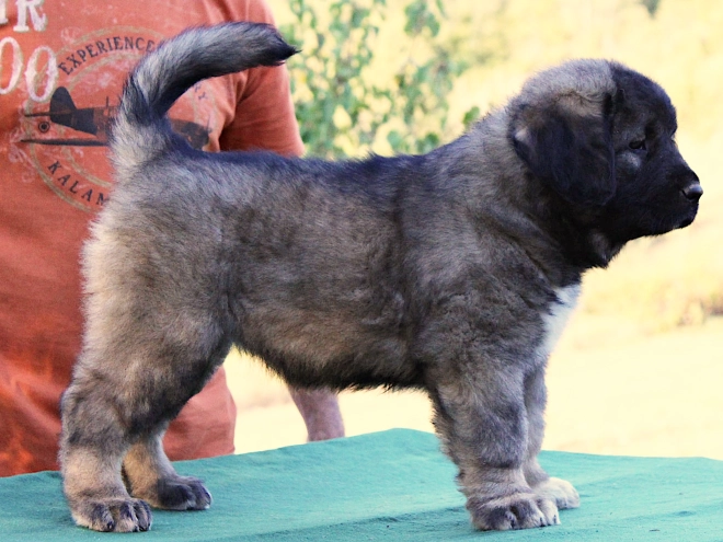 Caucasian Mountain Dog puppy for sale