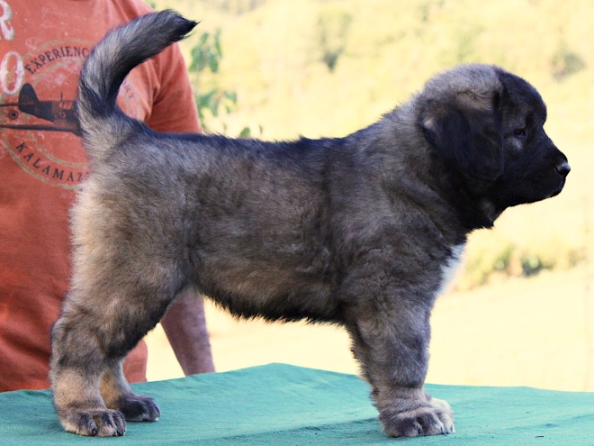 Caucasian Mountain Dog puppy for sale