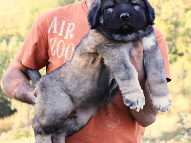 Caucasian Mountain Dog puppy for sale