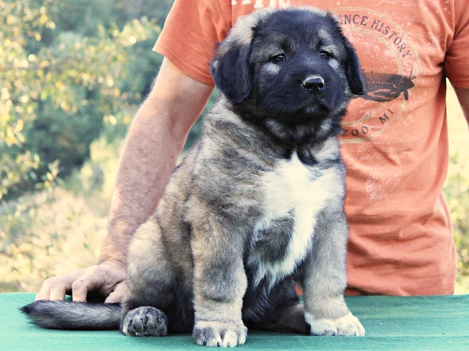 Caucasian Mountain Dog puppy for sale