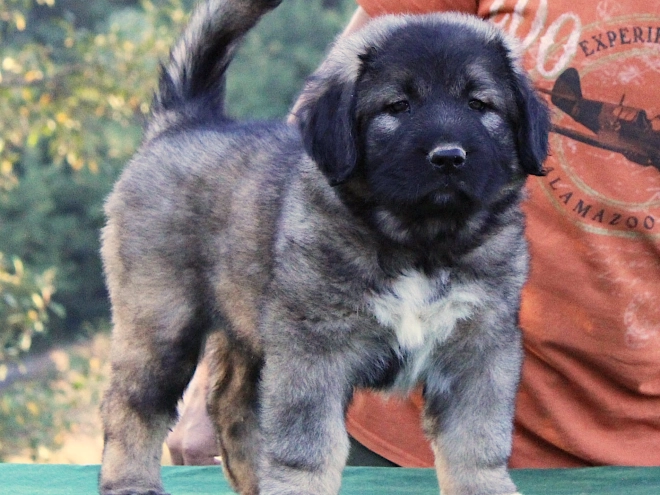 Caucasian Mountain Dog puppy for sale