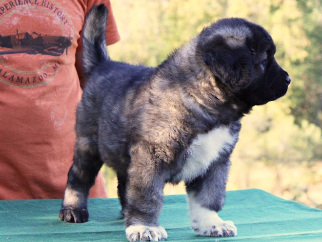 Caucasian Mountain Dog puppy for sale