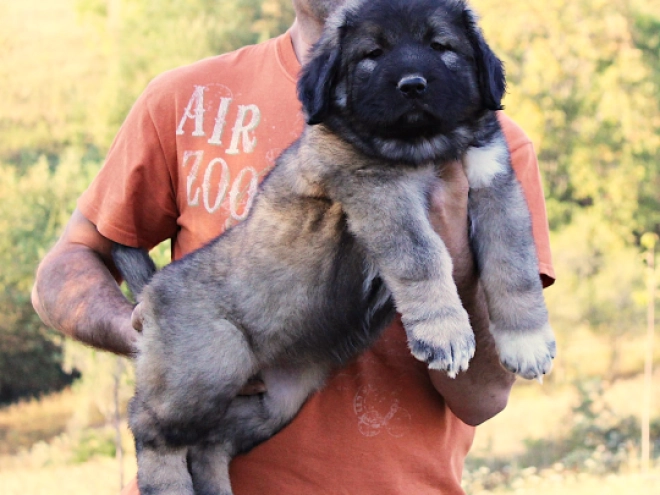 Caucasian Mountain Dog puppy for sale